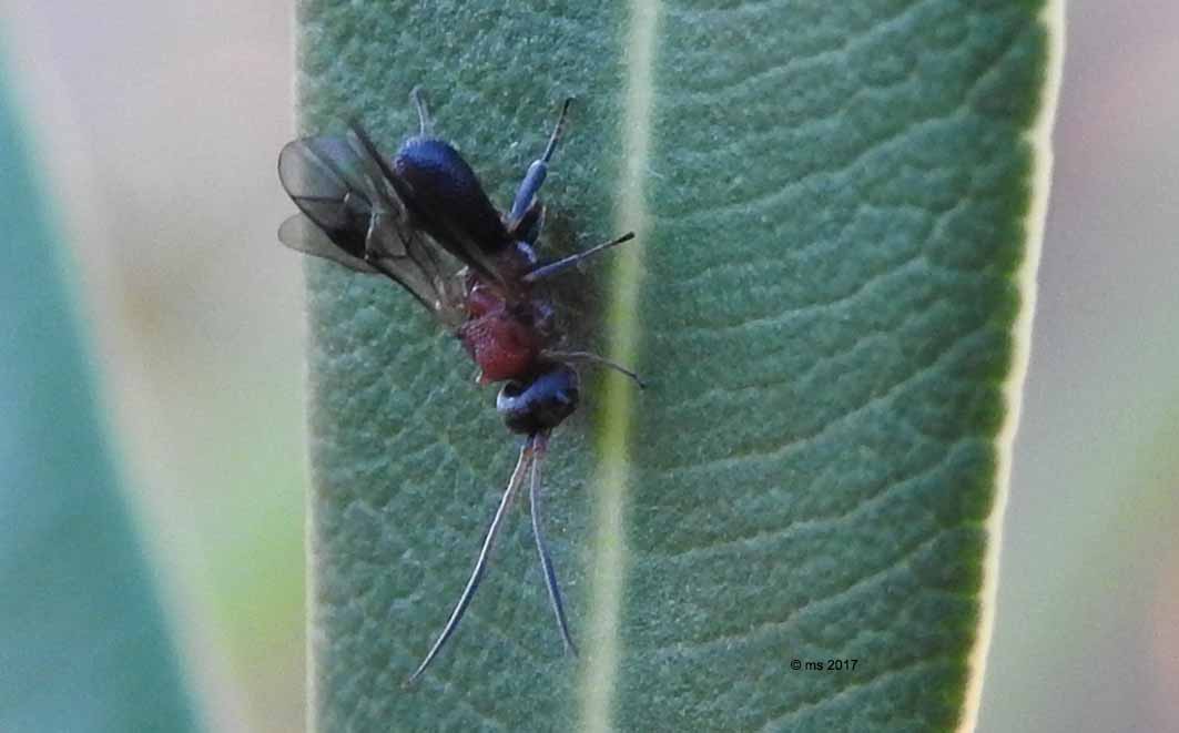 Braconidae Cheloninae